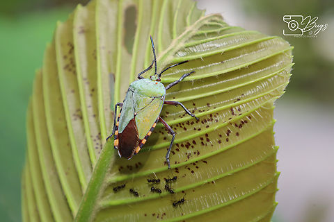 Giant Shield Bug, Kuching Pycanum rubens Pycanum rubens