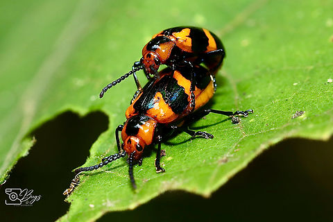 Mating Pair Leaf Beetle, Kuching Phyllocharis undulata Phyllocharis undulata