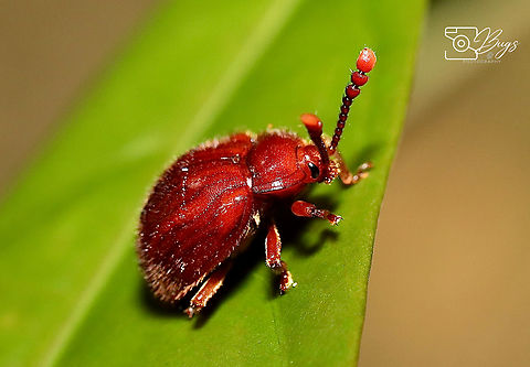 Handsome Fungus Beetle, Kuching Can only managed to classify under Family Endomychidae, do not know which Genus.