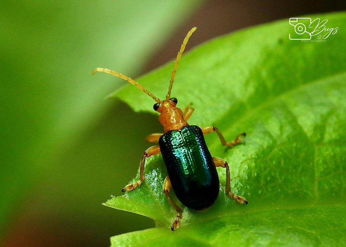 Leaf Beetle Borneo, Kuching Lema fortunei Lema fortunei