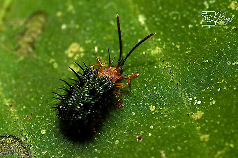 Spiky Leaf Beetle, Kuching Dactylispa modiglianli Dactylispa modiglianli