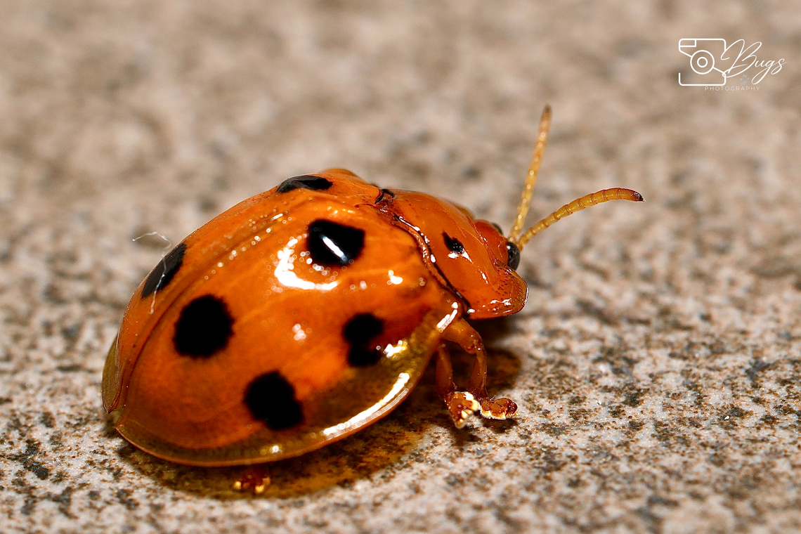 Orange Tortoise Beetle, Kuching Basiprionota decempustulata Basiprionota decempustulata