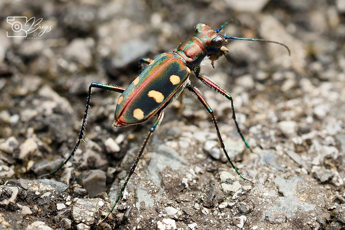Golden-spotted Tiger Beetle, Kuching Cosmodela aurulenta Cosmodela aurulenta,Golden-spotted tiger beetle