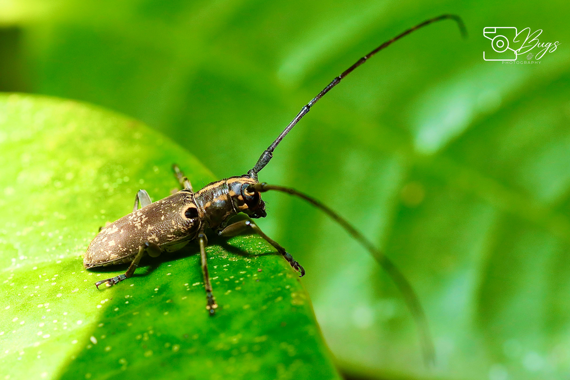 Longhorn Beetle, Kuching Epepeotes luscus Epepeotes luscus