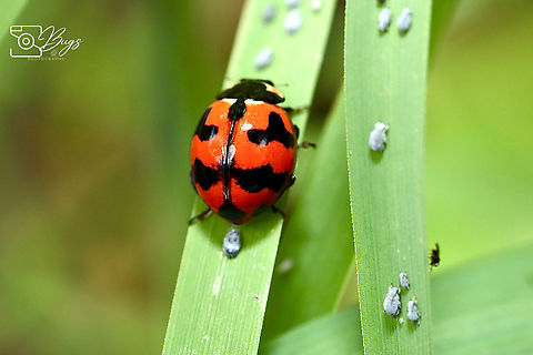 Transverse Ladybird, Kuching Coccinella transversalis Coccinella transversalis,Transverse Ladybird