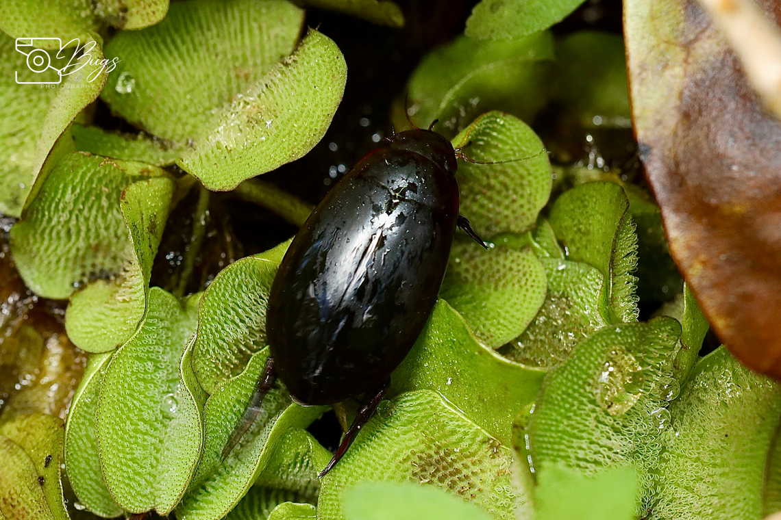 Water Scavenger Beetle, Kuching Hydrophilus picicornis Hydrophilus picicornis