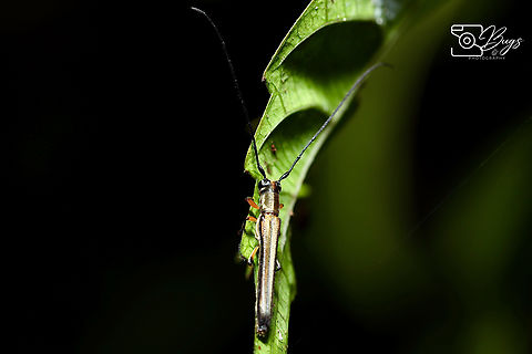 Small Longhorn Beetle, Kuching Obera species but I cannot found any information on this insects.