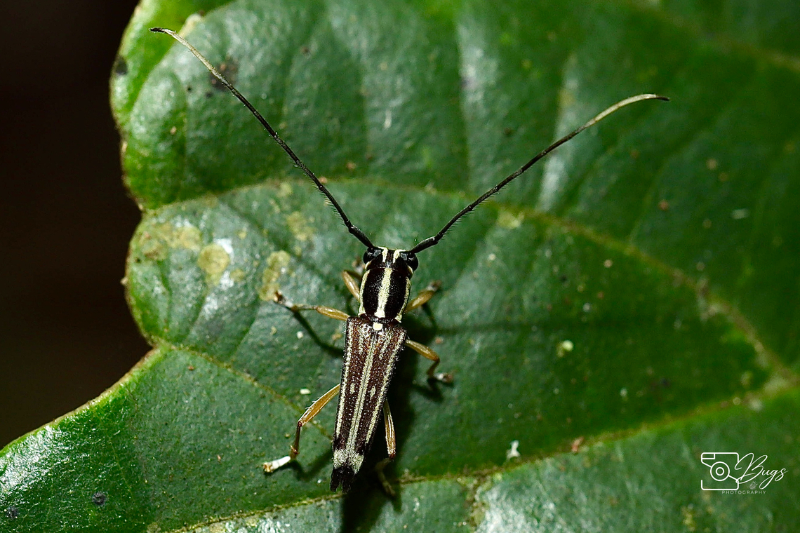 Flat-faced Longhorn Beetle, Kuching Glenea species not sure on the exact species of this longhorn beetle.