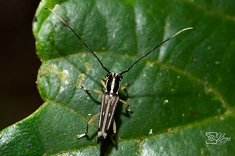 Flat-faced Longhorn Beetle, Kuching Glenea species not sure on the exact species of this longhorn beetle.