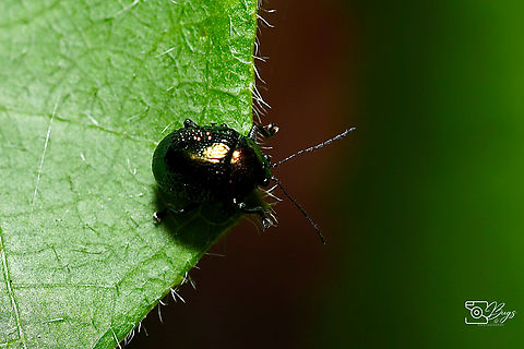 Black Leaf Beetle, Kuching Chrysolina species, do not know the exact species, need help to ID.