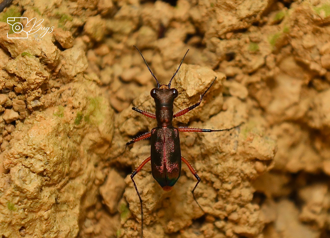 Tiger Beetle, Kuching Heptodonta analis Heptodonta analis