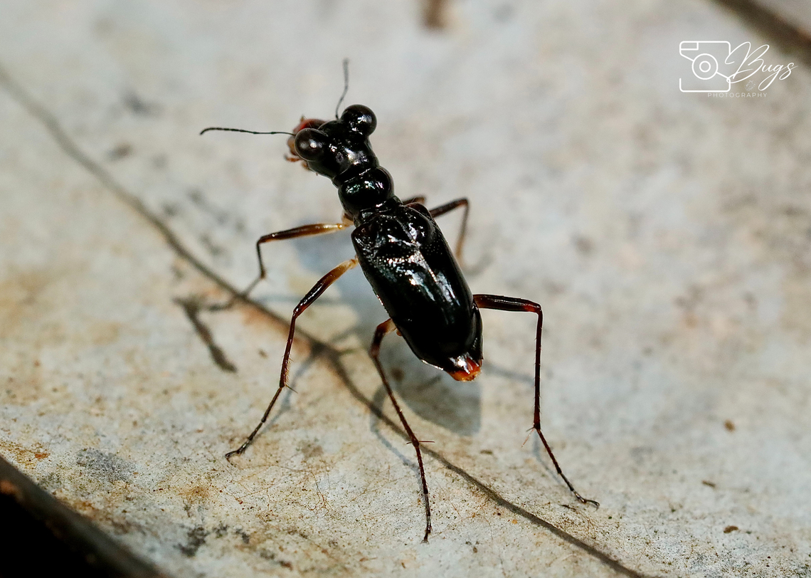 Tiger Beetle, Kuching Therates latreille Therates latreille