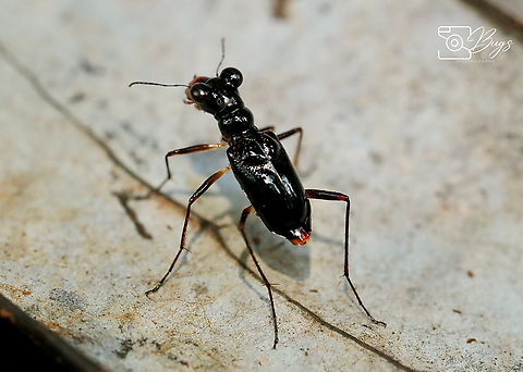 Tiger Beetle, Kuching Therates latreille Therates latreille