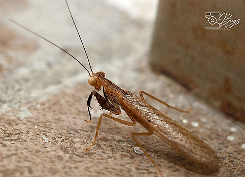 Brown Praying Mantis, Kuching Amantis reticulata Amantis reticulata