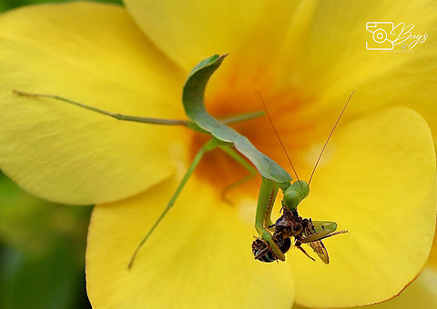 Golden-armed Mantis