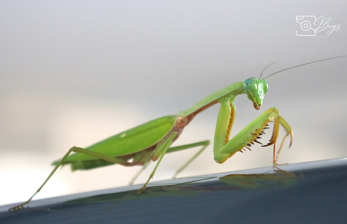 Praying Mantis, Kuching Titanodula formosana Titanodula formosana