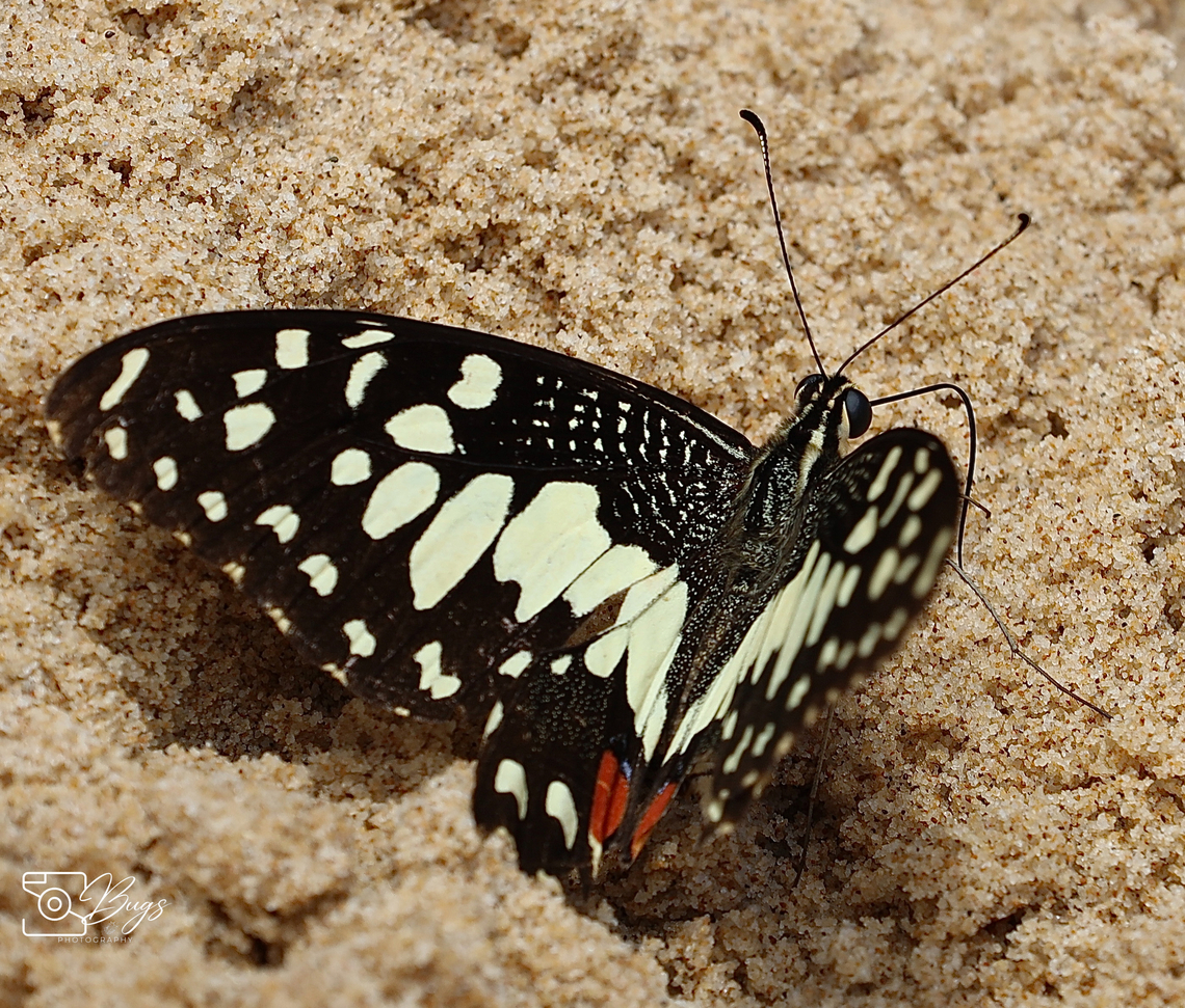 Southeast Asian Lime Butterfly, Kuching Papilio demoleus malayanus Lime Swallowtail,Papilio demoleus