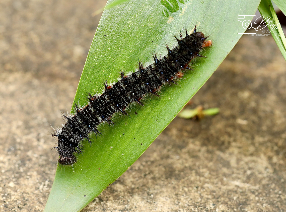 Caterpillar of Gray Pansy Butterfly, Kuching Junonia atlites Gray pansy,Junonia atlites