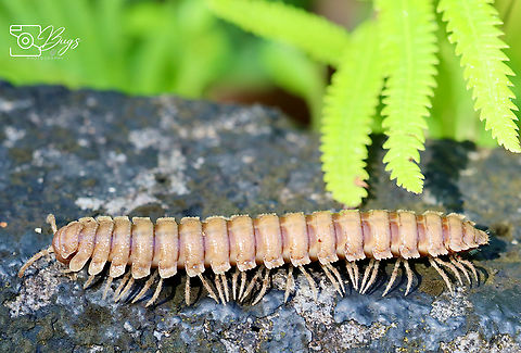 Borneo Tractor Millipede, Kuching Stenoniodes species