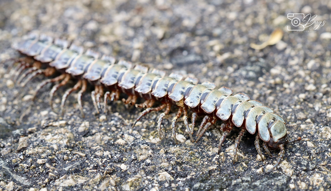 Borneo Tractor Millipede, Kuching Stenoniodes species