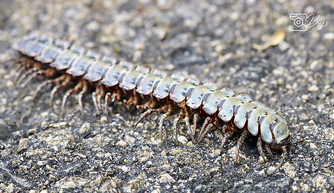 Borneo Tractor Millipede, Kuching Stenoniodes species