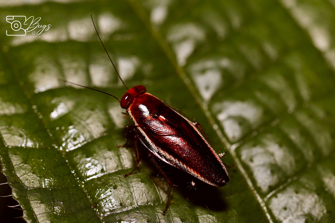 Forest Cockroach, Kuching Pseudophyllodromia laticeps Pseudophyllodromia laticeps