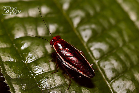 Forest Cockroach, Kuching Pseudophyllodromia laticeps Pseudophyllodromia laticeps