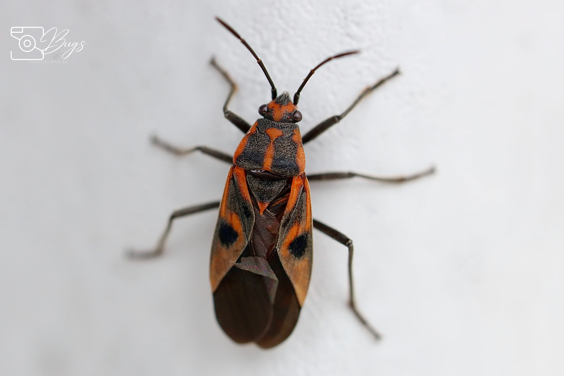 Darth Maul Bug, Kuching Spilostethus hospes Spilostethus hospes,seedbug