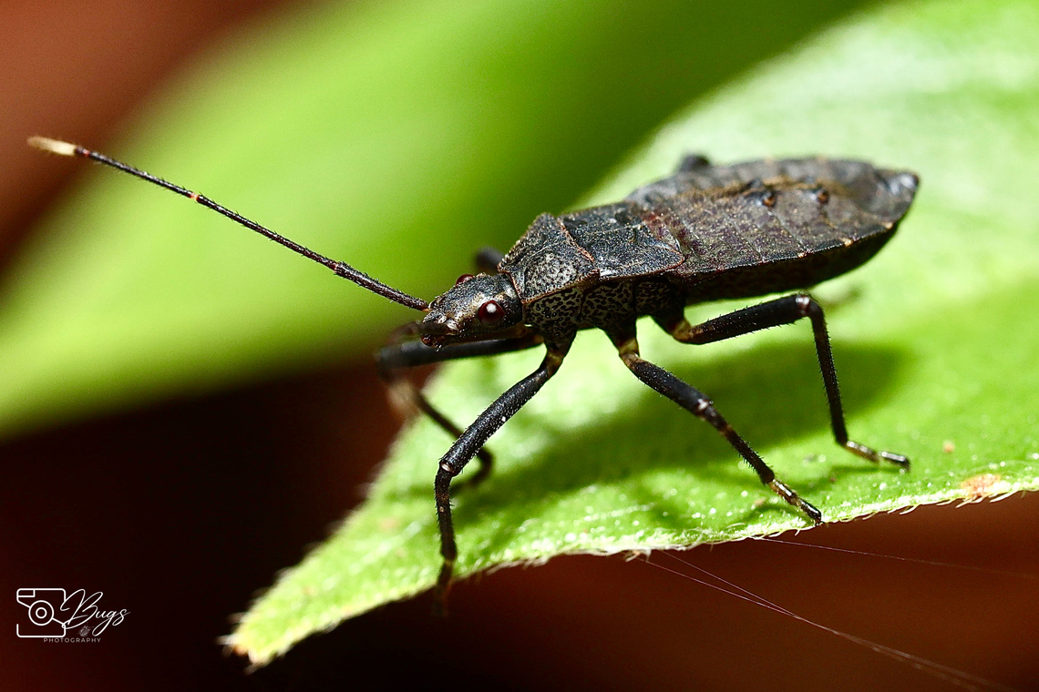 Leaf-footed Bug, Kuching Notobitus sexguttatus Notobitus sexguttatus