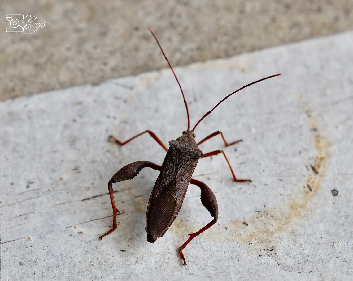 Leaf-footed Bug, Kuching Mictis longicornis Mictis longicornis
