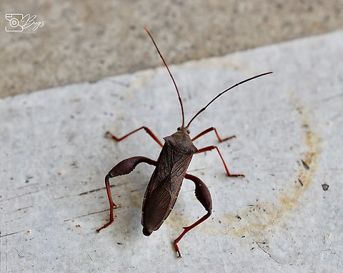 Leaf-footed Bug, Kuching Mictis longicornis Mictis longicornis