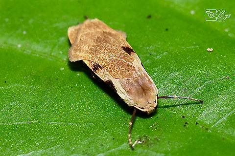 Tussock Moth, Kuching Teulisna chiloides Teulisna bipunctata,Teulisna chiloides