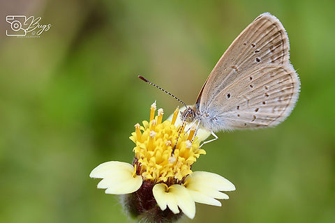 Lesser Grass Blue Butterfly, Kuching Zizina otis lampa Lesser grass blue,Zizina otis