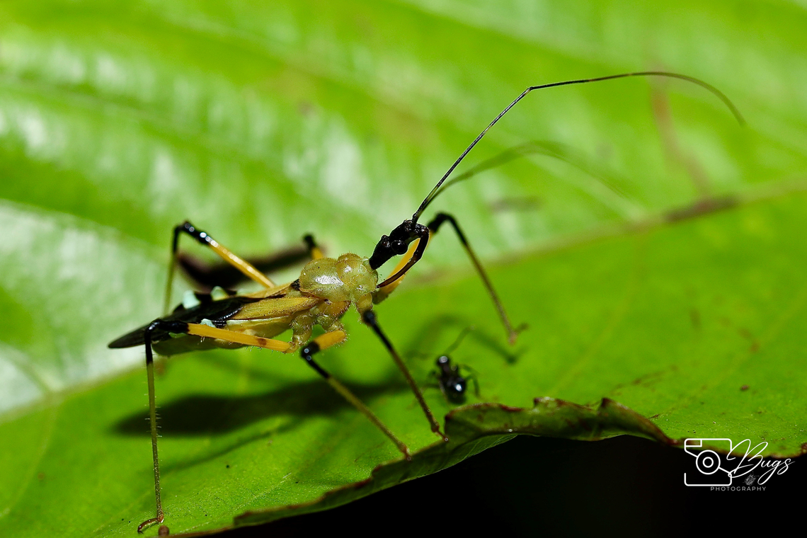 Yellow Assassin Bug, Kuching Velinus nigrigenu Velinus nigrigenu