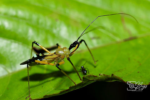 Yellow Assassin Bug, Kuching Velinus nigrigenu Velinus nigrigenu