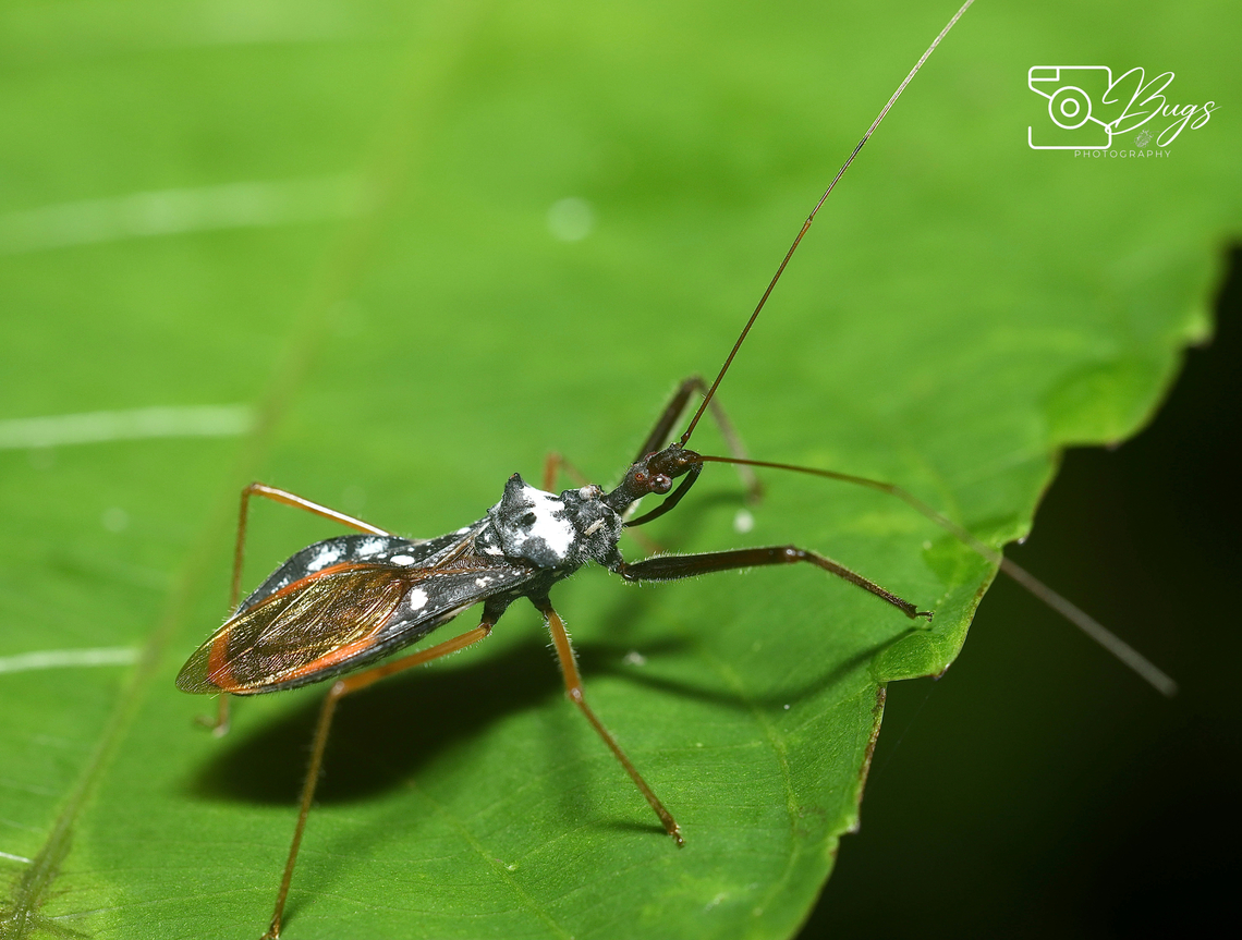 Assassin Bug, Kuching Astinus species