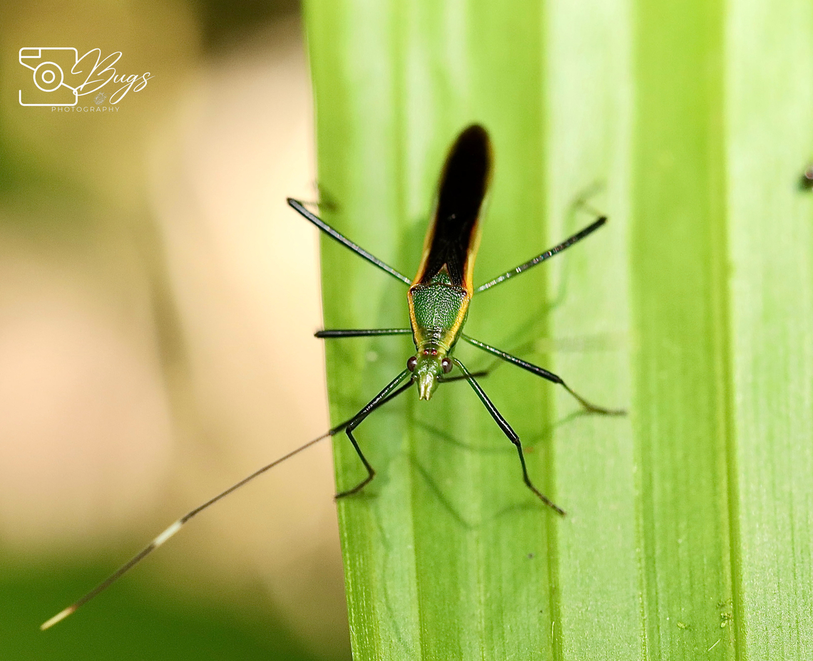 Broad-headed Bug, Kuching Leptocorisa costalis Leptocorisa costalis