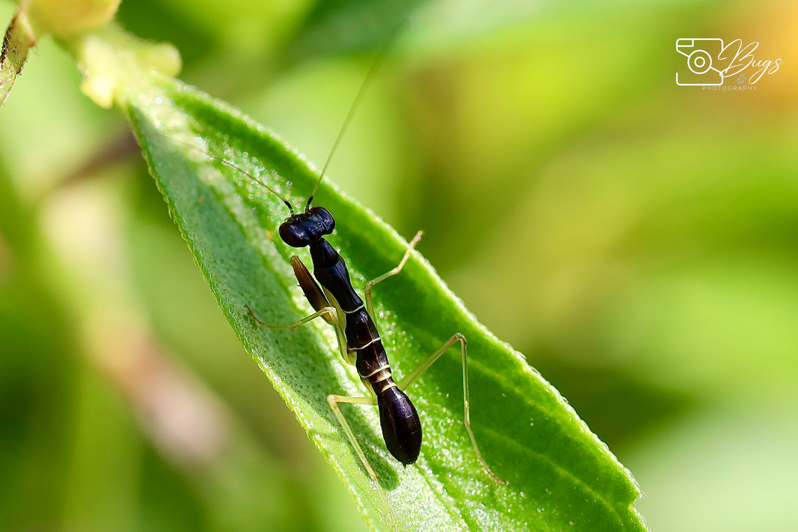 Asian Ant Mantis, Kuching Odontomantis planiceps Asian Ant Mantis,Odontomantis planiceps