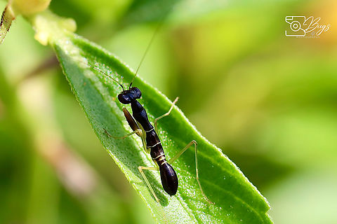 Asian Ant Mantis, Kuching Odontomantis planiceps Asian Ant Mantis,Odontomantis planiceps