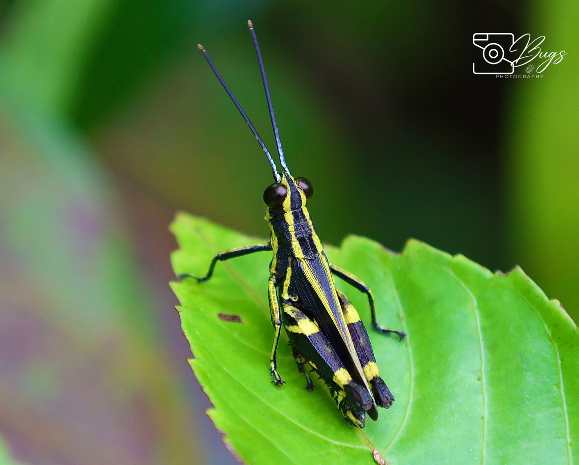 Black Forest Grasshopper, Kuching Traulia azureipennis Traulia azureipennis