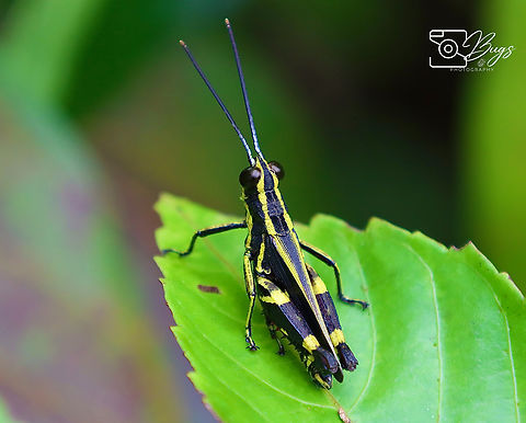 Black Forest Grasshopper, Kuching Traulia azureipennis Traulia azureipennis