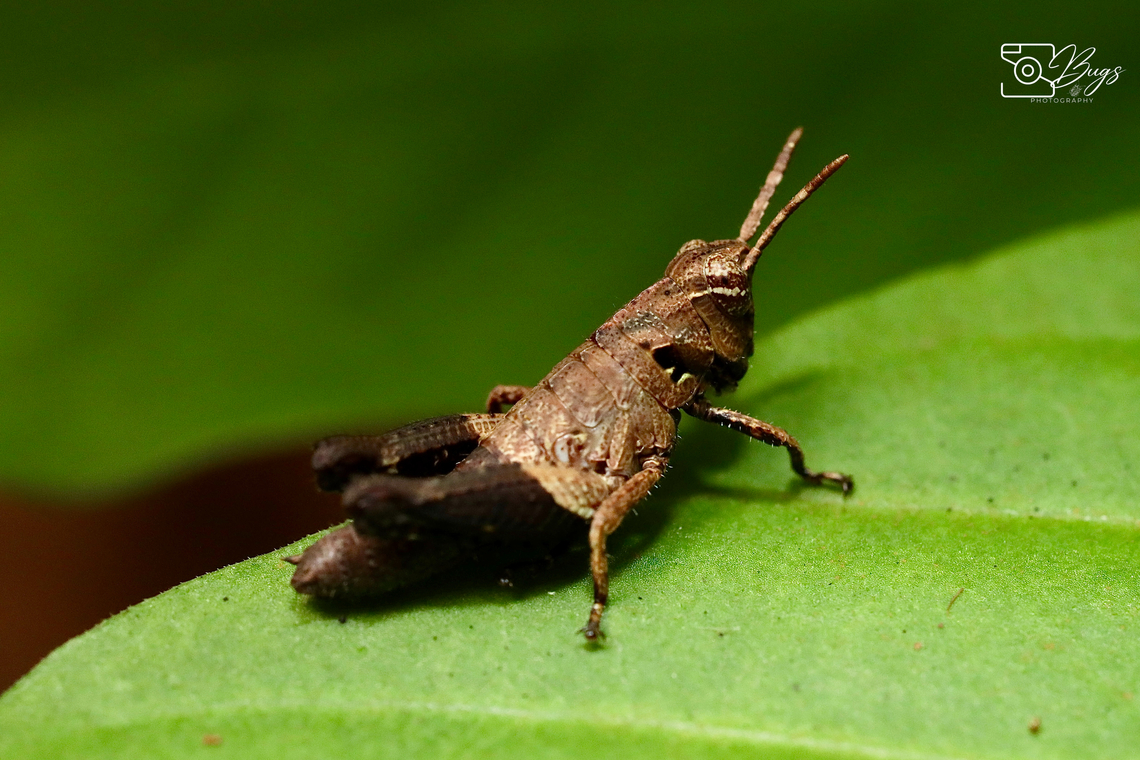 Nymph of Black Forest Grasshopper, Kuching Traulia azureipennis Traulia azureipennis