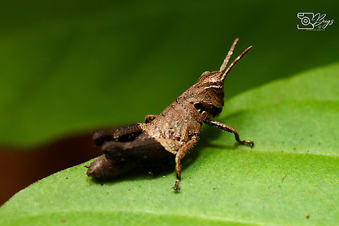 Nymph of Black Forest Grasshopper, Kuching Traulia azureipennis Traulia azureipennis