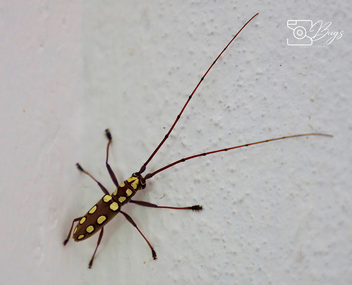 Longhorn Beetle, Kuching Olenecamptus optatus Olenecamptus optatus