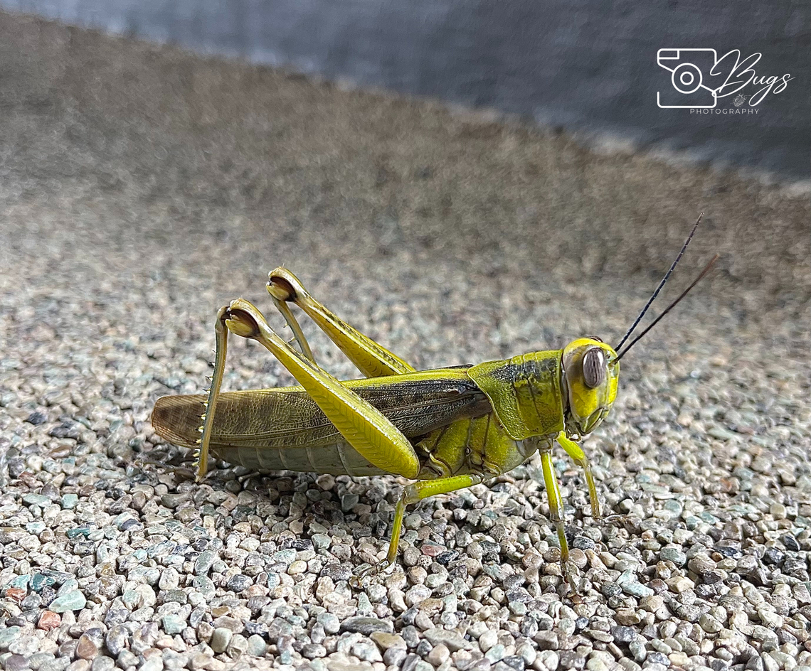 Javanese Grasshopper, Kuching Valanga nigricornis Javanese grasshopper,Valanga nigricornis