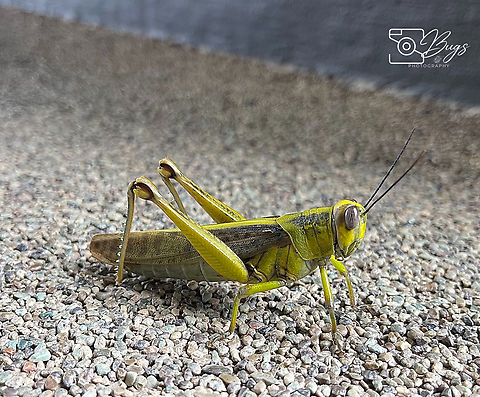 Javanese Grasshopper, Kuching Valanga nigricornis Javanese grasshopper,Valanga nigricornis