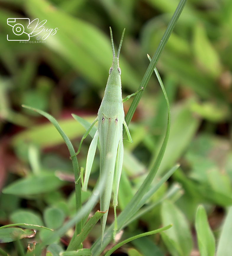 Tobacco Grasshopper, Kuching Atractomorpha crenulata Atractomorpha  crenulata,Atractomorpha crenulata