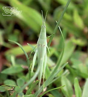 Tobacco Grasshopper, Kuching Atractomorpha crenulata Atractomorpha  crenulata,Atractomorpha crenulata