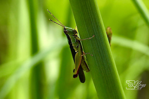 Short-horned Grasshopper, Kuching Gesonula mundata Gesonula mundata