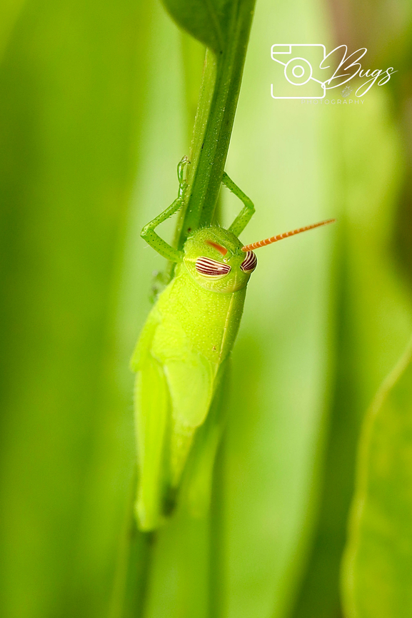 Short-horned Grasshopper, Kuching Stenocatantops splendens Stenocatantops mistshenkoi,Stenocatantops splendens
